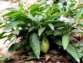 Solanum caripense