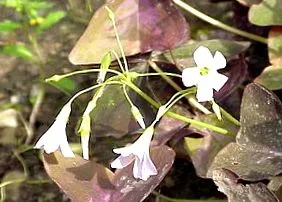 triangularis