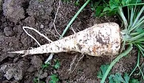 Petroselinum crispum