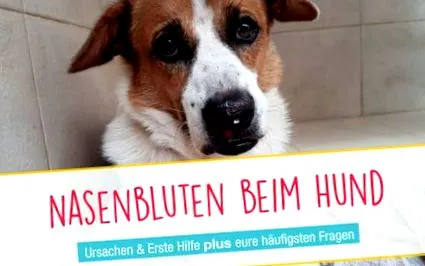 orrvérzés segítség