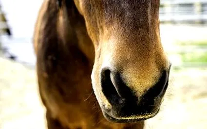 horses epistaxis