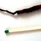 caterpillar