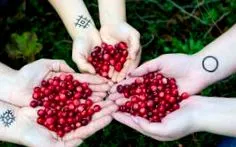 lingonberry