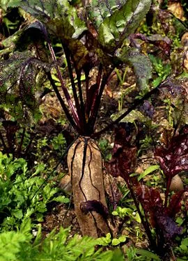subsp vulgaris