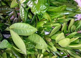 Pimenta dioica