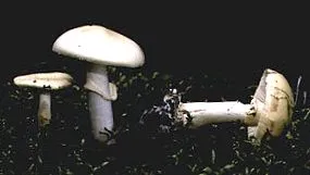 печурки