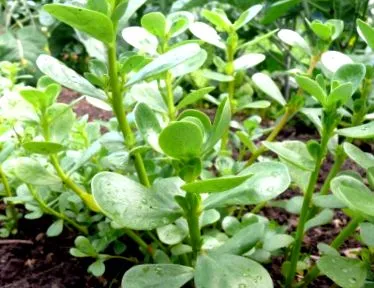 tratament purslane