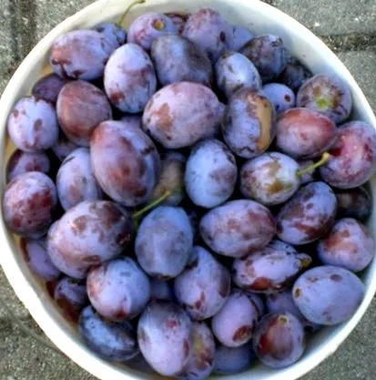 încât poată