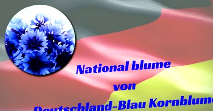 qblumen