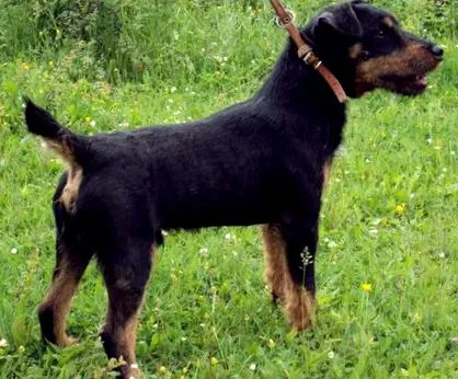 terrierek