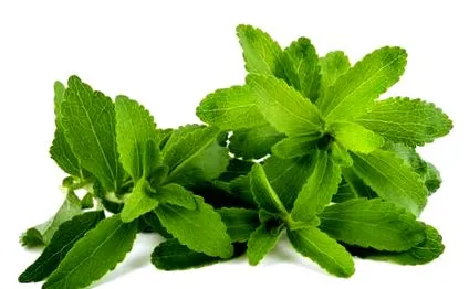 stevia