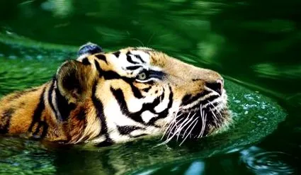 bioencyclopedia