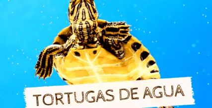 vízi