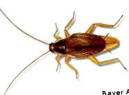lexikon