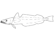 paradoxus hubbsi
