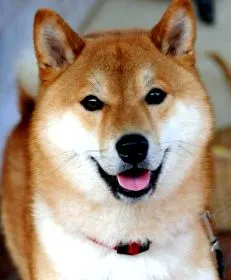 shiba fajtaleírás