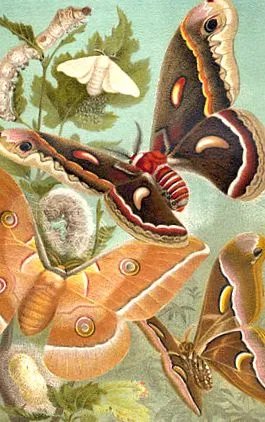 Eperfa lepke