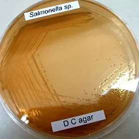 szalmonella