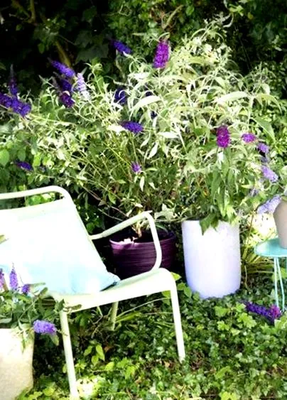 buddleia