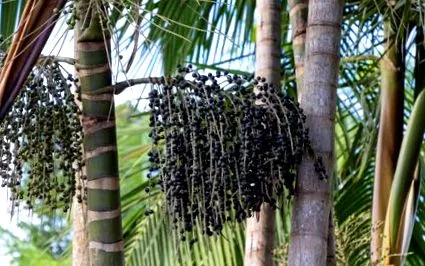 acai