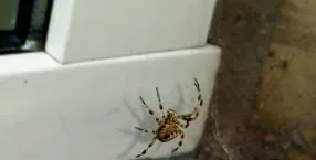 hipnozei