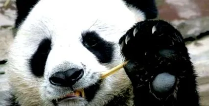 panda