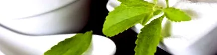 plantă
