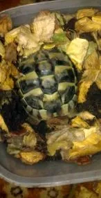 hibernării