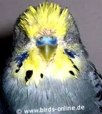 sănătatea