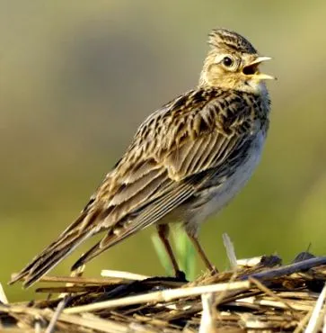 skylark