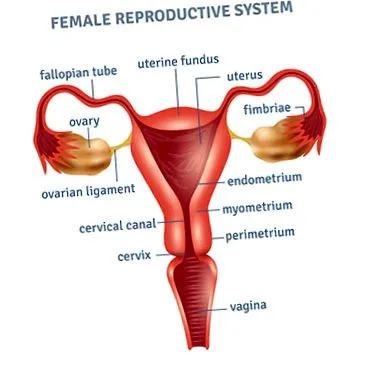 uterină