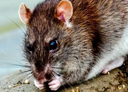 animalele