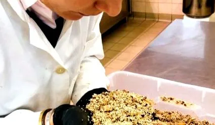 producția