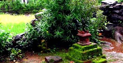 tulsi