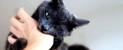 kapott kapott