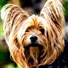 terrier