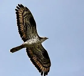 fiatal madarak