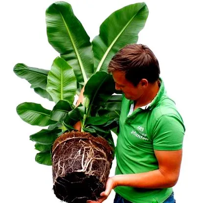 plantelor