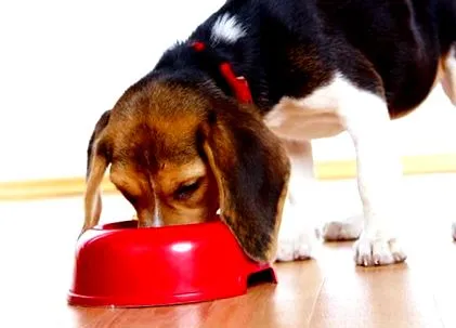 mennyit purina