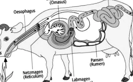 Lexicon biologie uer-magen