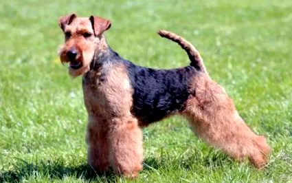 terrier