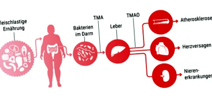 bacteriile