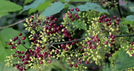 spikenard