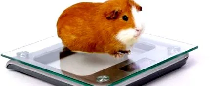 tengerimalac