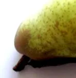 diéta
