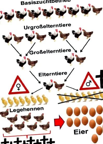 găinile ouătoare alternativa