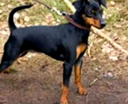 pinscher