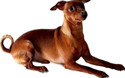 pinscher miniaturale