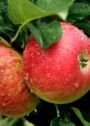 malus