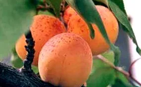 caise calorii